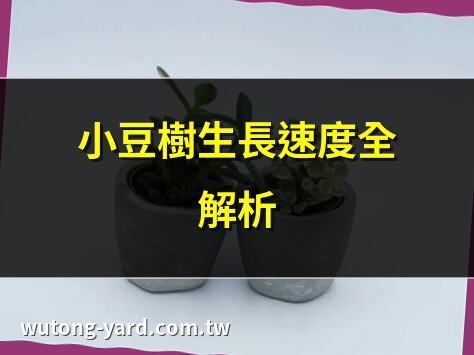 小豆樹生長速度