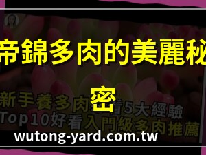 帝錦多肉