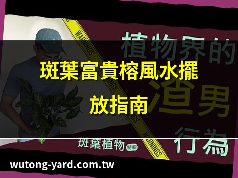 斑葉富貴榕