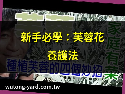 芙蓉花怎麼照顧