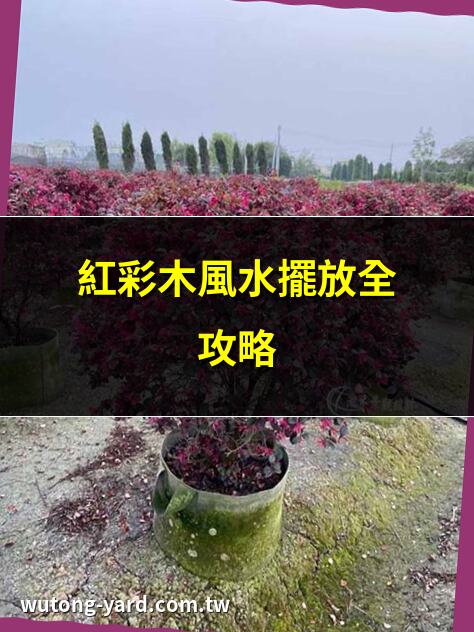 紅彩木風水