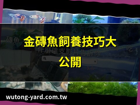 金磚魚好養嗎