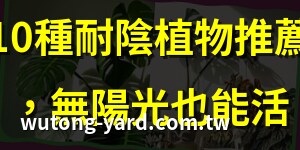 家裡適合種的植物